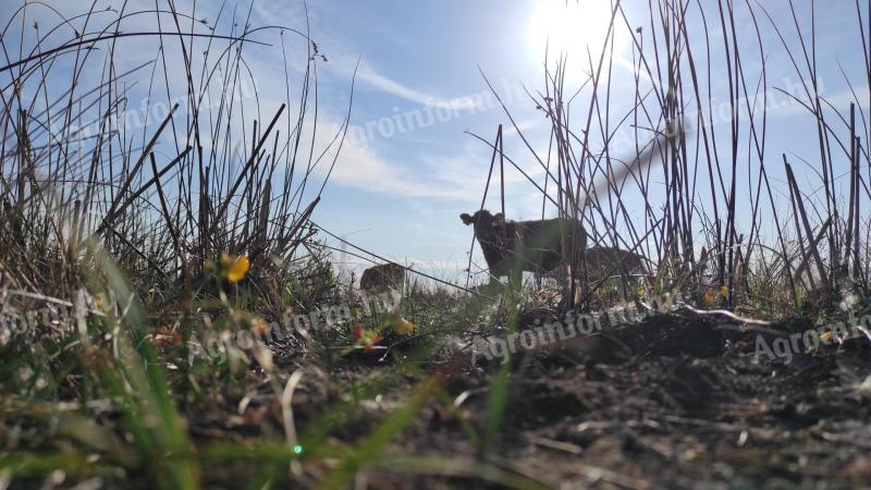 Állatgondozói munkát keresek ottlakási lehetőséggel