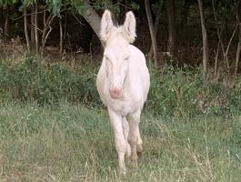 Barock szamár eladó magyar tenyészetből