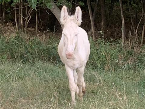 Barock szamár eladó magyar tenyészetből Barock szamár eladó magyar tenyészetből