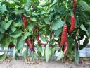 Bolero fűszerpaprika eladó