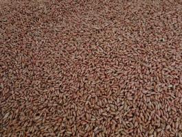 Őszibúza vetőmag eladó Héregen – Mv Nádor III. fok, csávázva vagy csávázatlanul