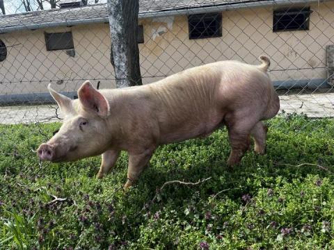Duroc x MNF tenyészkan eladó Duroc x MNF tenyészkan eladó