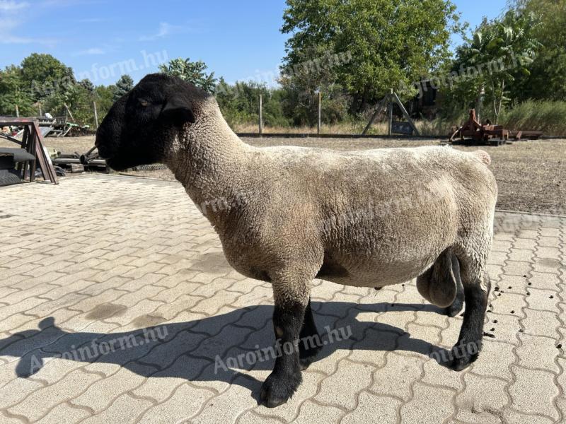 Suffolk kos juh birka 1,5 éves