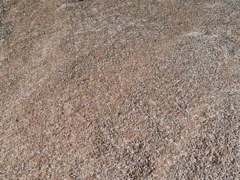 Zab takrmány és vető