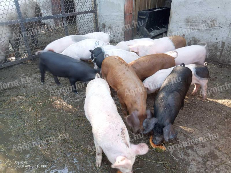 Turcsi×duroc malacok
