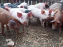 Turcsi×duroc malacok