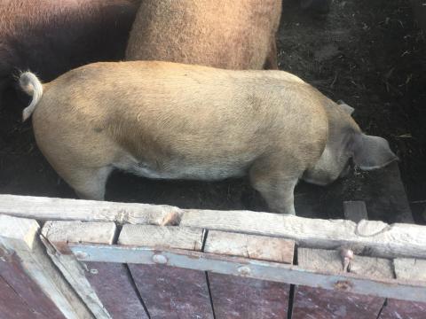 Hízó eladó Cegléd Hízó eladó Cegléd