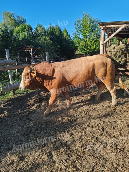 Eladó nagy súlyú Limousine bikák