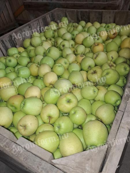 Étkezési alma eladó termelőtől – Golden, Idared, Florina, Jonagold, Jonaprince, Pinova