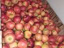 Étkezési alma eladó termelőtől – Golden, Idared, Florina, Jonagold, Jonaprince, Pinova