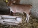 Jersey üsző borjú eladó