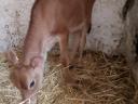 Jersey üsző borjú eladó