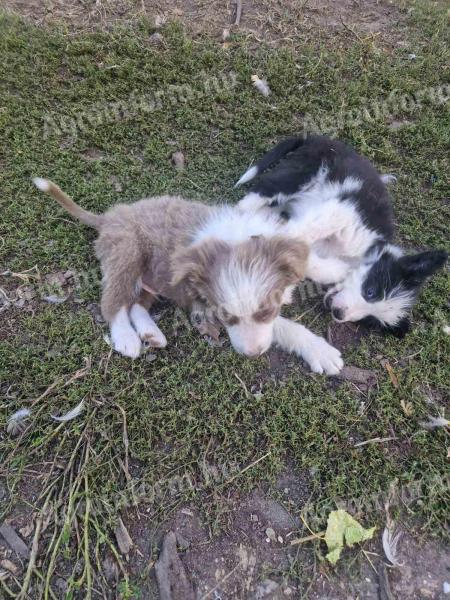 Border Collie kiskutyák gazdit keresnek
