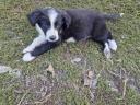 Border Collie kiskutyák gazdit keresnek