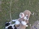 Border Collie kiskutyák gazdit keresnek