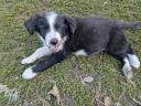 Border Collie kiskutyák gazdit keresnek