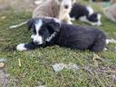 Border Collie kiskutyák gazdit keresnek