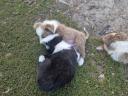 Border Collie kiskutyák gazdit keresnek