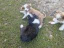 Border Collie kiskutyák gazdit keresnek