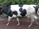 Eladó fejős Holstein-fríz tehenek