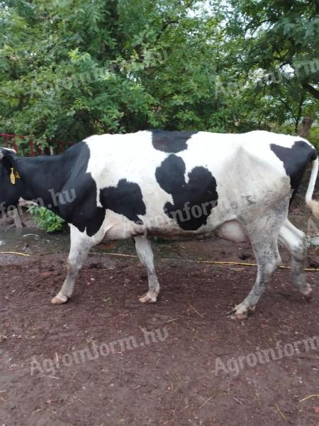 Eladó fejős Holstein-fríz tehenek