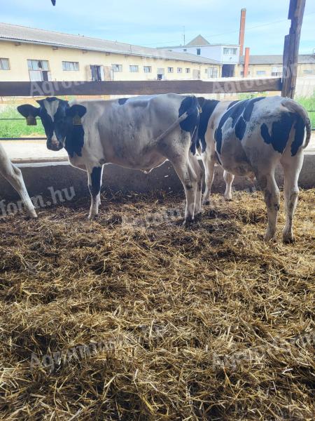 200+ kg-s HF bikák eladók
