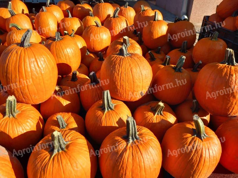 Halloween tök eladó