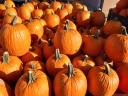 Halloween tök eladó termelőtől