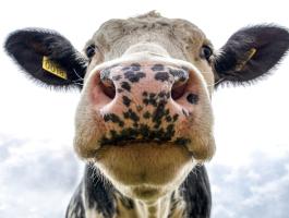 Műszakvezető szarvasmarha-telepre Mezőberényben