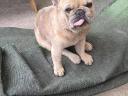 Francia bulldog jellegű kan