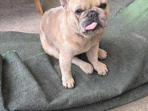 Francia bulldog jellegű kan Francia bulldog jellegű kan