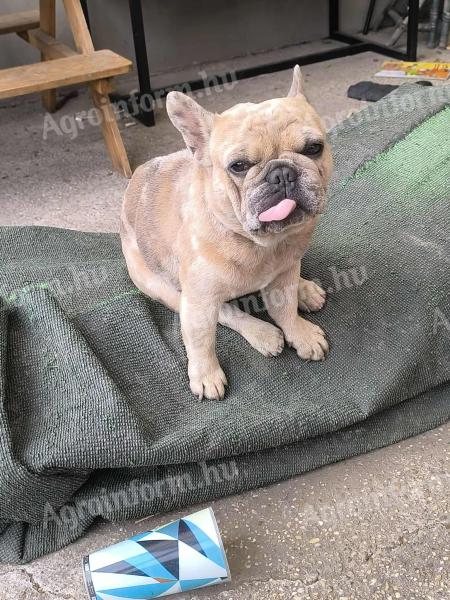 Francia bulldog jellegű kan