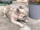 Francia bulldog jellegű kan