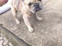 Francia bulldog jellegű kan