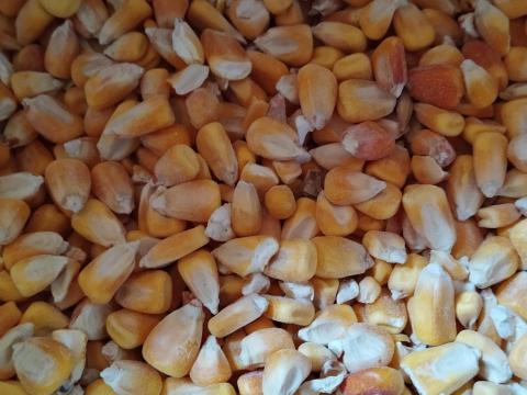 Kukorica,  kukoricadara eladó Kukorica,  kukoricadara eladó