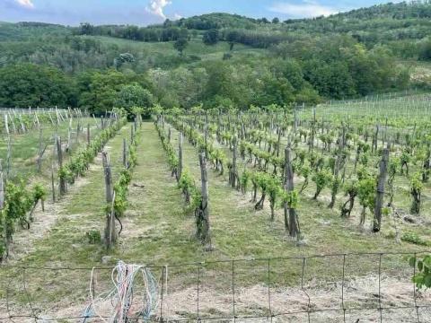 Szőlő és fásított terület eladó a Szekszárdi Borvidéken Szőlő és fásított terület eladó a Szekszárdi Borvidéken
