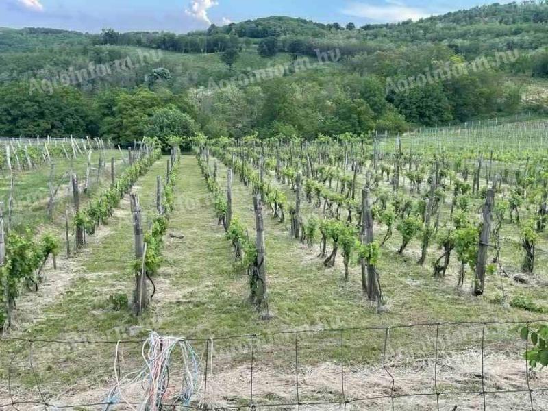 Szőlő és fásított terület eladó a Szekszárdi Borvidéken