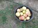 Alma eladó termelőtől - Golden, Idared, Granny Smith, Jonagold