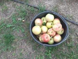 Alma eladó termelőtől - Golden, Idared, Granny Smith, Jonagold