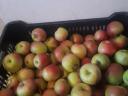 Alma eladó termelőtől - Golden, Idared, Granny Smith, Jonagold