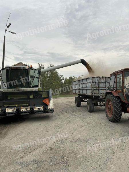 Napraforgó és Gabona Aratás Bérmunka