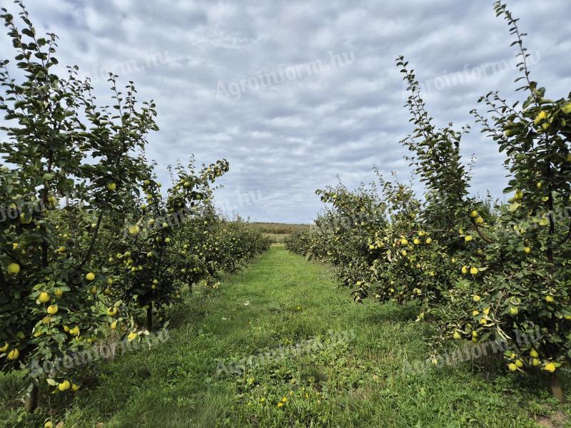 Birs, birsalma eladó termelőtől
