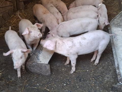 Süldő malacok eladók Süldő malacok eladók