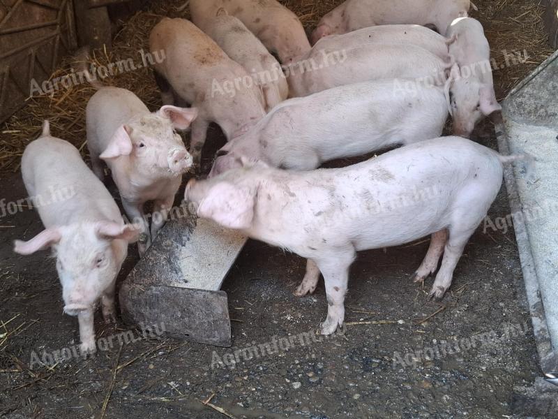 Süldő malacok eladók