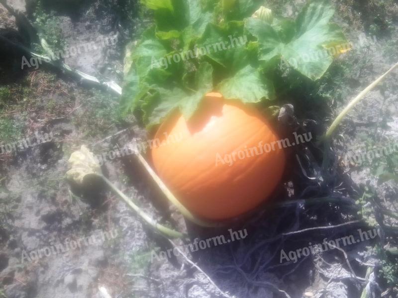Halloween tök eladó