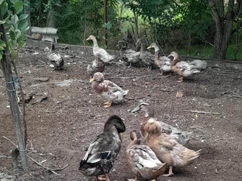 Eladó szabadon tartott kacsák Eladó szabadon tartott kacsák