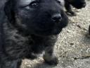 Sarplaninac kiskutya elérhető