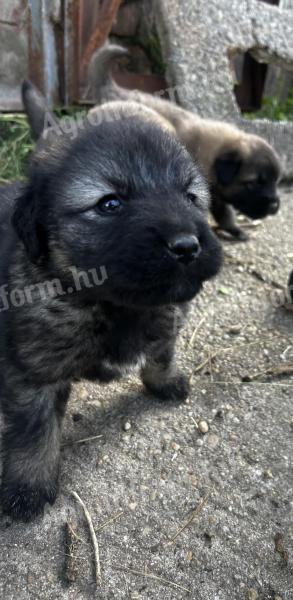 Sarplaninac kiskutya elérhető