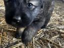 Sarplaninac kiskutya elérhető