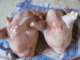 Kukoricás hazi tyúk élve,  pucolva is eladó. Siófok